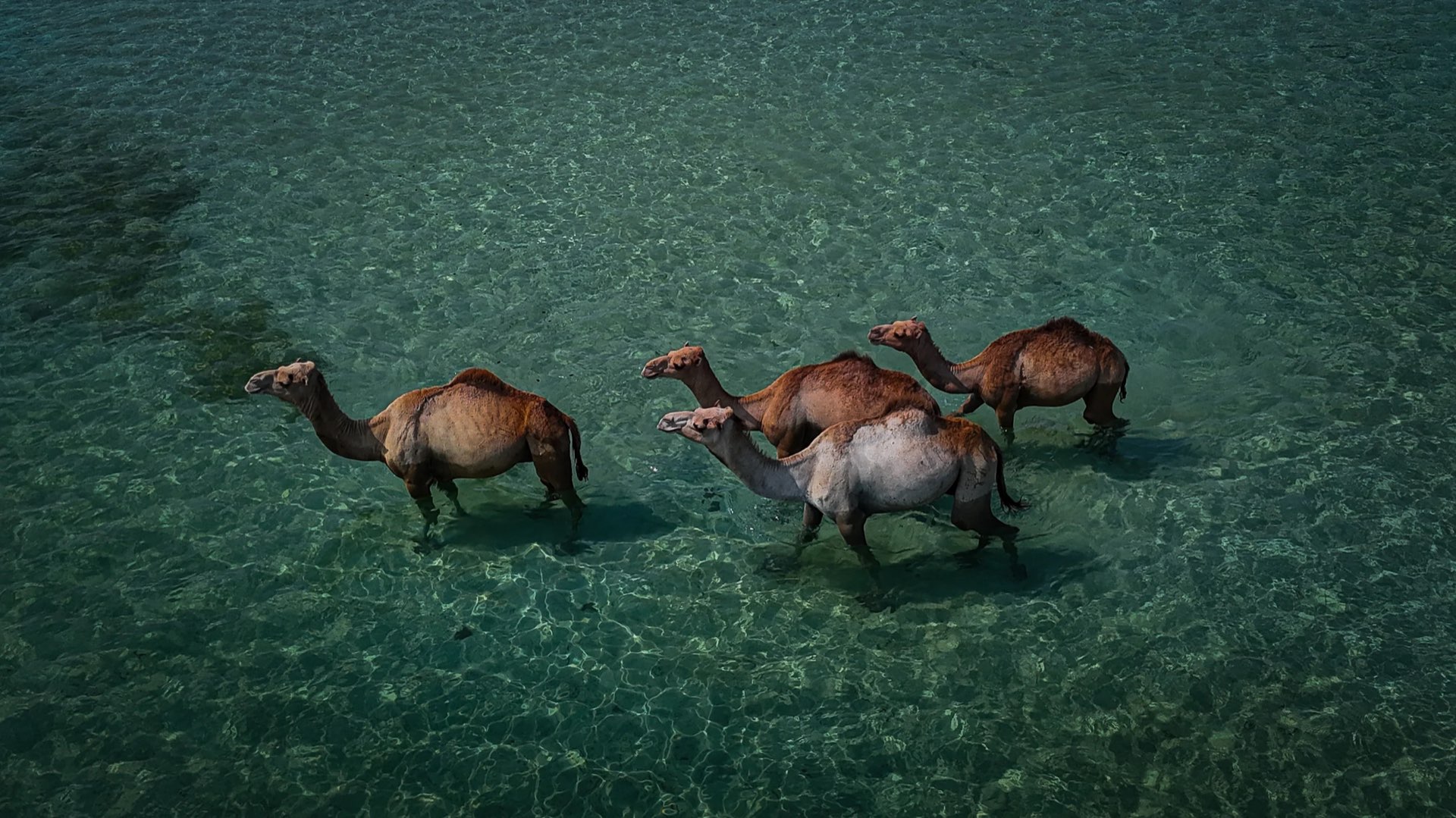 Camels walking in crystal clear waters of Somalia