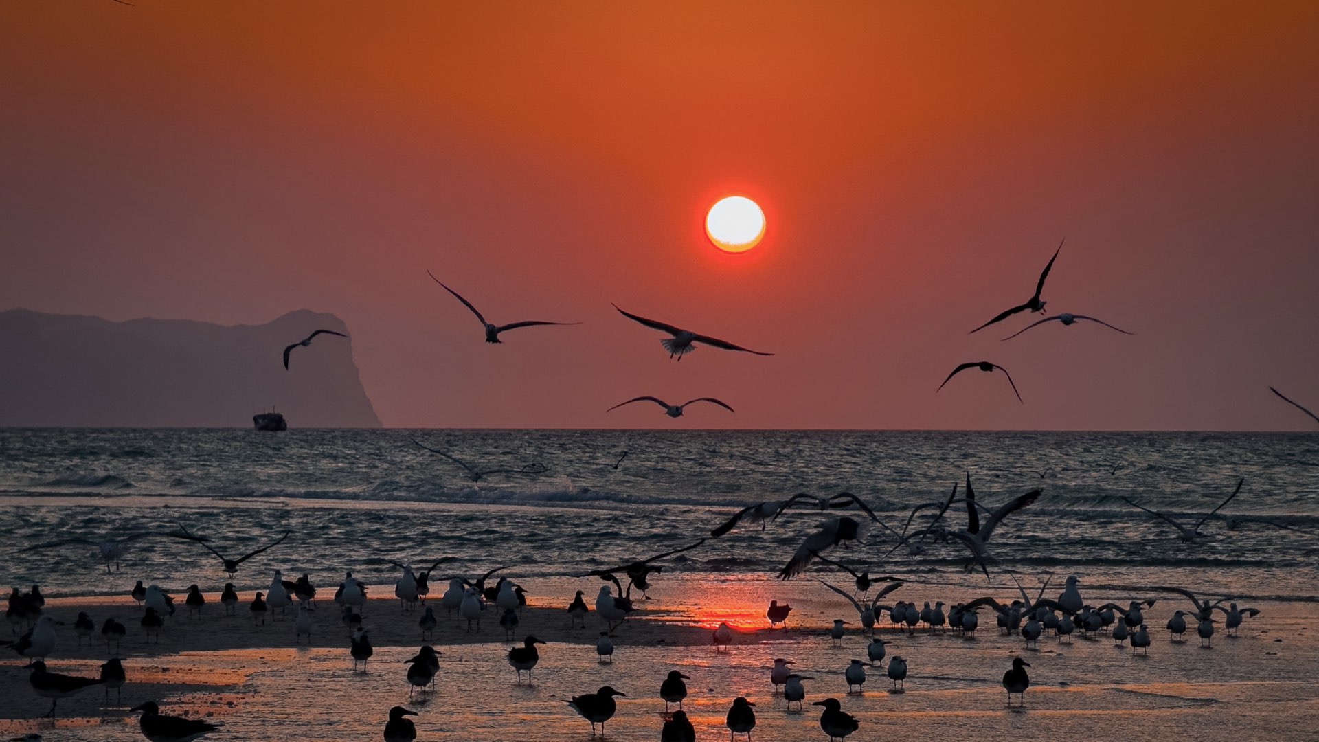 Beautiful sunset over Somali coastline with birds