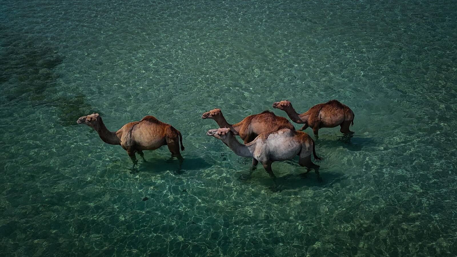 Camels walking in the clear coastal waters of Somalia